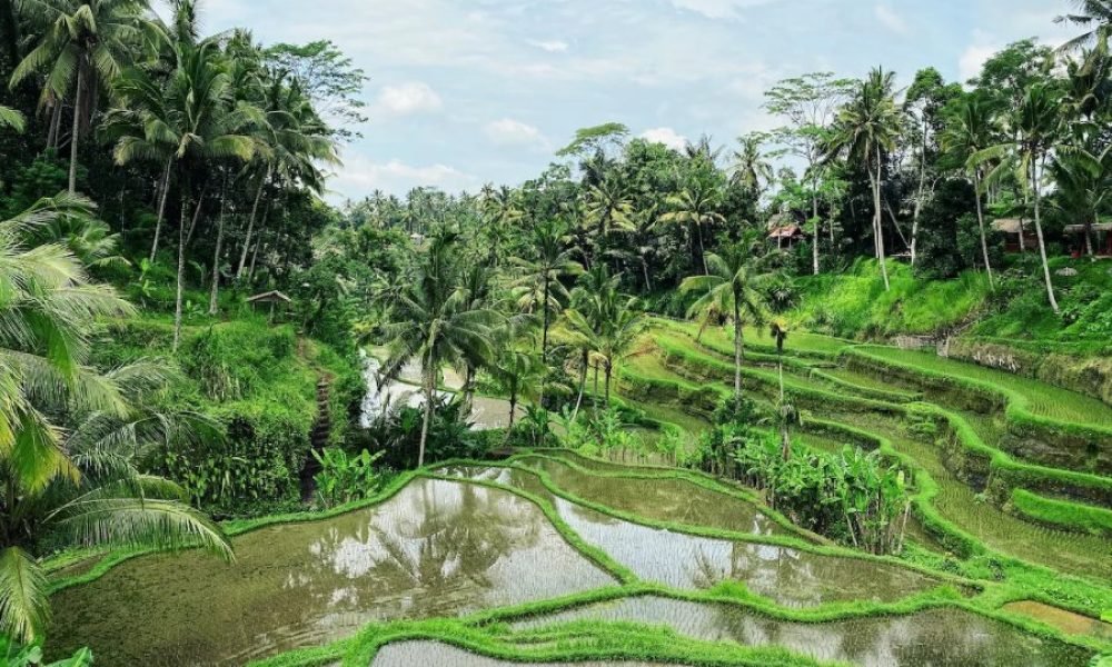 Place like a Paradise